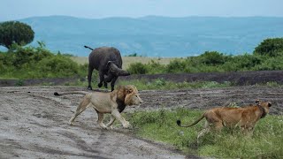 Amazing Footage Of Buffalo Chasing Lions In Uganda