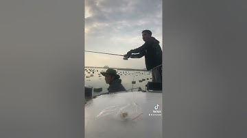 Câu iso cá Tráp tại Cẩm Phả