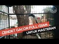 Masteran Burung Cendet Ini Terbukti Ampuh Bikin Burung Cendet Gacor Dor Mp3 - Mp4 Download