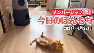 【特別公開】この動画は4月22日にメンバー限定で公開した動画です！ by ぽんもち日記 166 views 6 days ago 3 minutes, 1 second