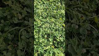 Clover Leaves shorts #shortvideo #cloverleaf #nature #naturelovers #grass #naturesounds #clover
#shortvideo #cloverleaf #nature #naturelovers #grass #naturesounds #clover Clover Leaves shorts #shortvideo #cloverleaf #nature #naturelovers #grass #naturesounds #clover