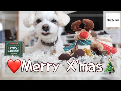 メリークリスマス】てぃむサンタ登場⁉赤ちゃんと開封するドギボ