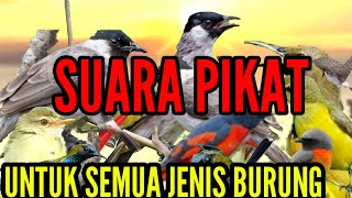 SUARA PIKAT SEMUA JENIS BURUNG, TERBUKTI AMPUH