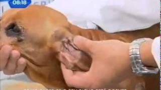 Oculares mostrando pernas veias nas