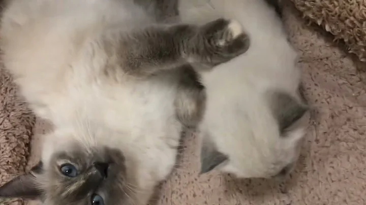 Watch the video about A flame and seal point kittens #kittens #cat #catlover #cats