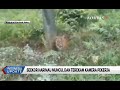 Seekor Harimau Muncul dan Terekam Kamera Pekerja di Riau