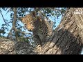 Scotia Female Leopard And Cub, Part 4