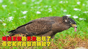 眼镜王蛇的天敌出现了，吃蛇就像吃辣条，看它如何高智商捕蛇