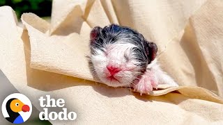 Rescued Kitten Has Still The Placenta Attached To Him | The Dodo