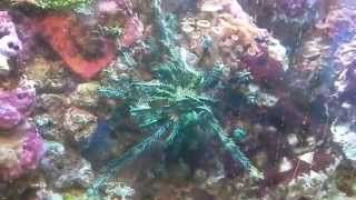 Download Crinoid Feather Star In My Tank Video MP3 Crinoid Feather Star In My Tank