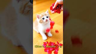 Cute Kitten Meets Autumn for the First Time 🍁😻