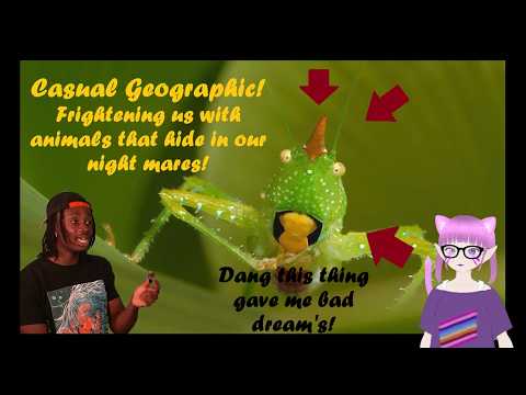 Casual Geographic and unusal animals!