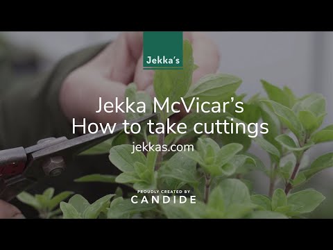 Jekka&rsquo;s tips on how to take herb cuttings