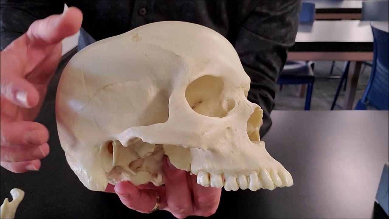 skull of bones skull of bones