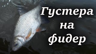 Фидер на Десне. Супер рыбалка