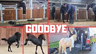 Bye Shiney! There's too much going on in this video to mention! See for yourself | Friesian Horses