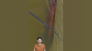 Câu cá khổng lồ 200 kg #cacconvat #docla #fishing