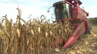 Monsanto Corn Crop Pain