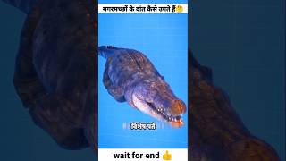 How Crocodiles Grow Back Teeth 😯 #shorts