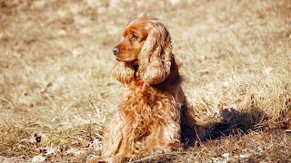Puppy Proofing Essential Safety Measures for Cocker Spaniel Owners