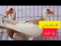 جوز اسكندرون جامد