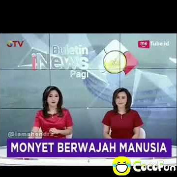 Wajib Nonton! Monyet Berwajah manusia ini Viralll!!!
