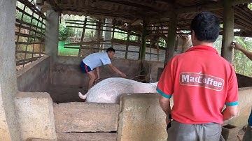 Ký sự phong tục cải táng, bốc mộ, sang cát tây bắc việt nam: tập 2 - thịt con lợn 1 tạ 8