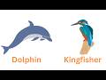 Animal Names for Kids 🐶🐱 | WaterAnimals & Birds| Lion Tiger Animal Rhymes for Children