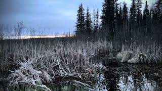 Bird sounds at sunset by the marsh