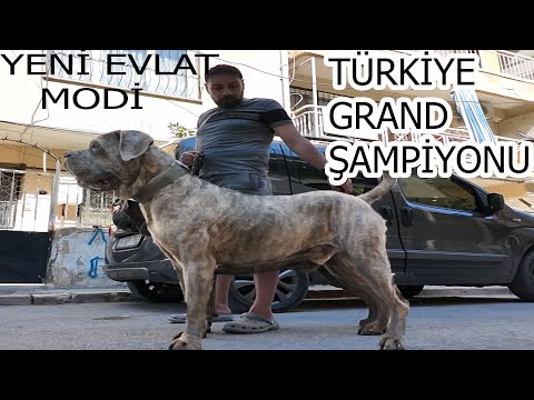 KANGAL BOĞAN CANE CORSO YENİ EVLADIM TÜRKİYE GRAND [BÜYÜK] ŞAMPİYONU MODİ