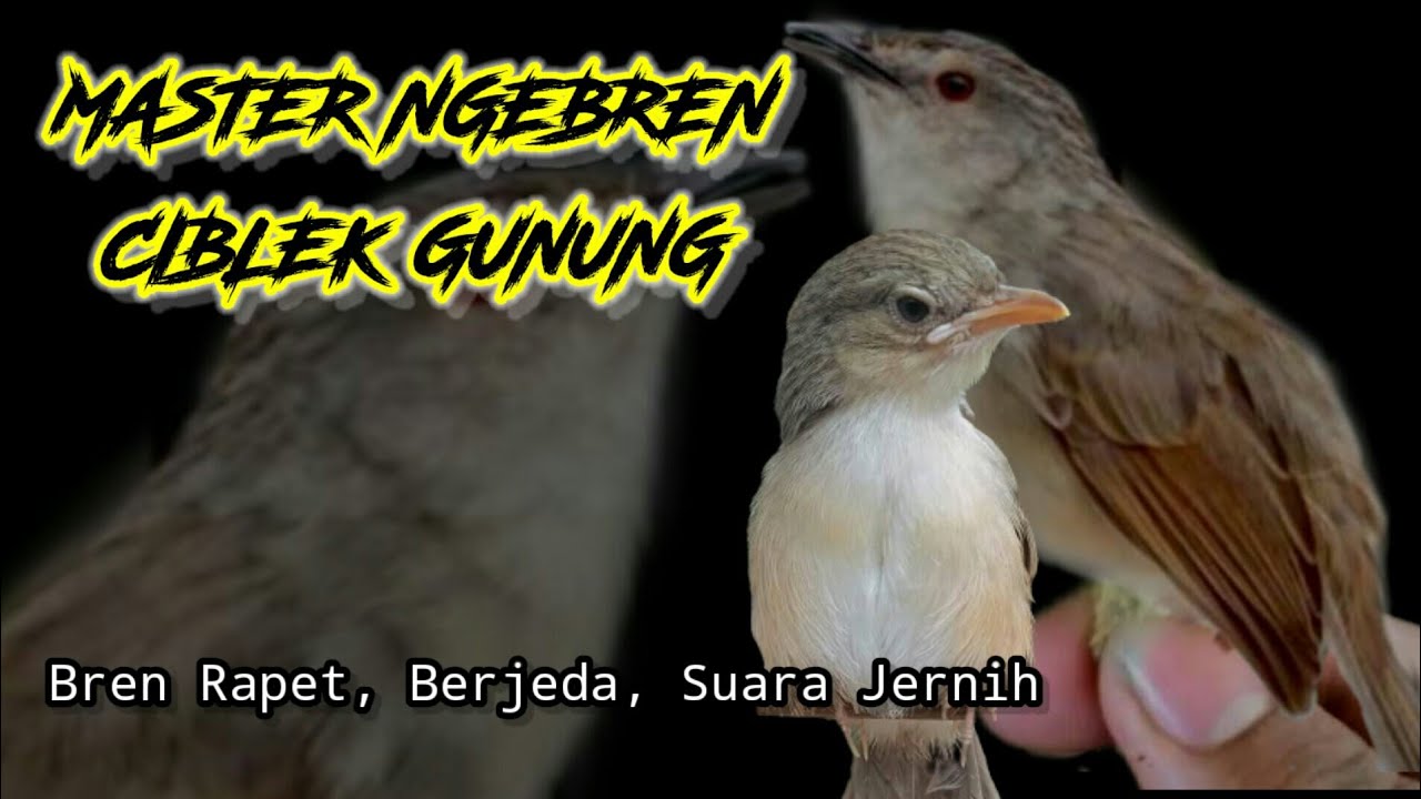 SUARA KICAUAN CIBLEK GUNUNG FULL NGEBREN