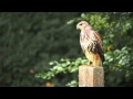 Hazzard common buzzard x harris hawk hybrid