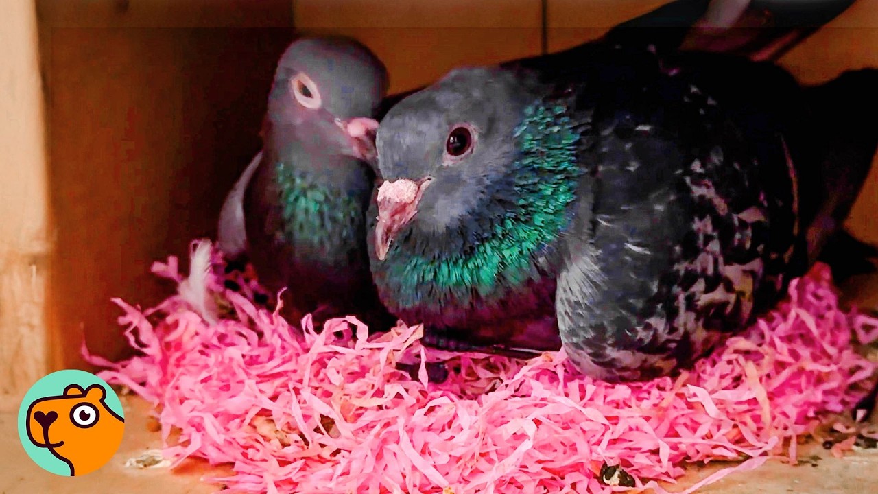 Sad Pigeon Falls In Love And Surprises Lady With A Nest! | Cuddle Buddies
