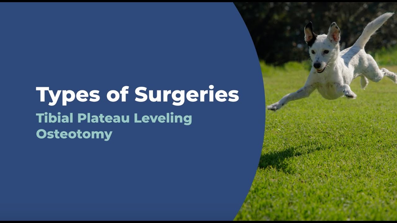 Tibial Plateau Leveling Osteotomy video thumbnail