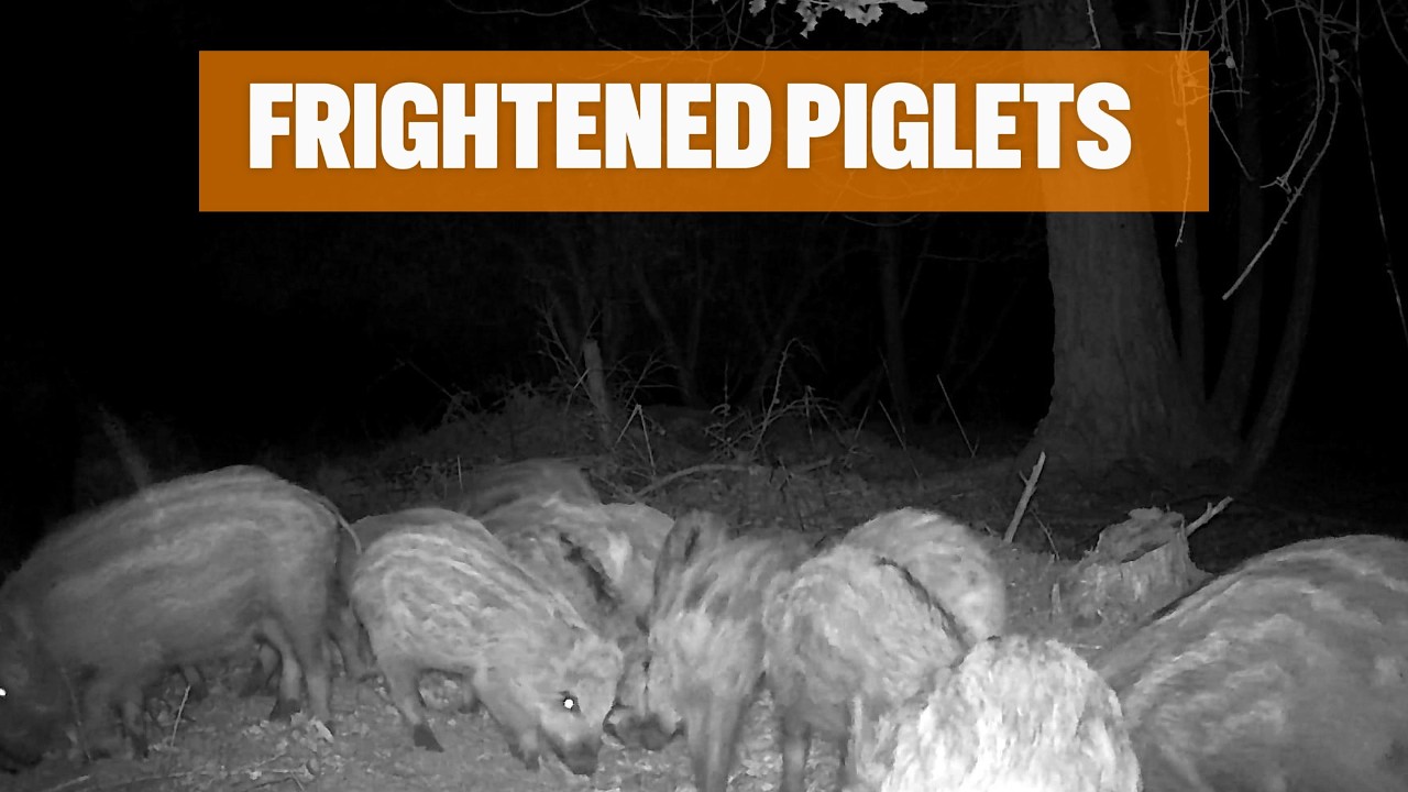 Piglet Getting Scared Frightened piglets 🐗 - YouTube
