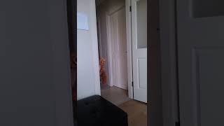 Çitlembik Çok Süslü Olucakmışşşş Parmak Oyunu Eğlenceli Çocuk Anaokulu Uzaktan Eğitim