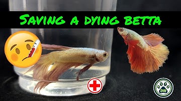 How To Save A  Dying Betta | #Inactive #Betta