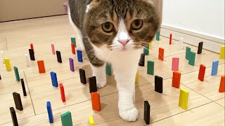 運動音痴の猫でも障害物を倒さず通れるのか検証してみたら意外な結果に!