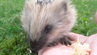 Hoglet, very very cute!