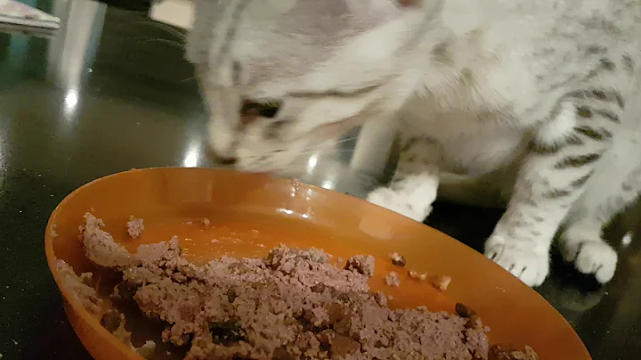 Video 1018651: f5 savannah, cute savannah kitten, savannah male