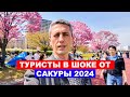 Почему туристы в шоке от Сакуры 2024? Японская аномалия