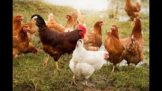 Minha Criação De Galinha Caipira Modelada