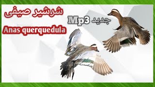 صوت الحذف_شرشير صيفى//Anas querquedula sound