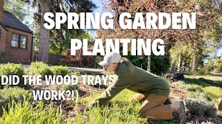 Tomatoes, zinnias and dahlias (and did the wood trays work? Time to plant!) by Regenerative Gardening with Blossom & Branch Farm 6,697 views 22 hours ago 16 minutes