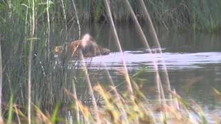 Red Fox Hunting Ducks