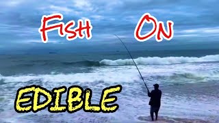 Edible Fish On Durban South Africa