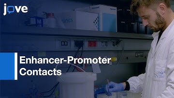 Enhancer-Promoter Contacts Identification in Embryoid Bodies by 4C | Protocol Preview