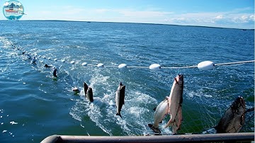 Amazing Catching and Processing Fish Right On Modern Big Boat - Automatic Fish Processing Line