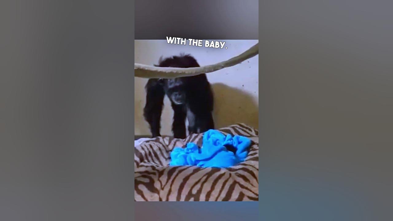 Chimp Reunited With Her Baby 🥺 - YouTube