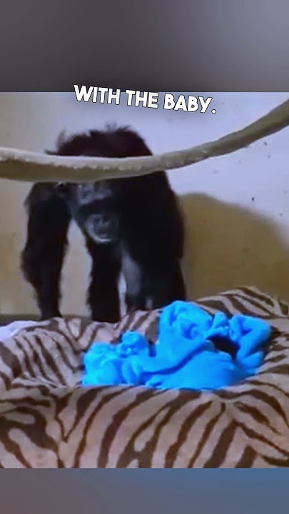 Chimp Reunited With Her Baby 🥺 - YouTube